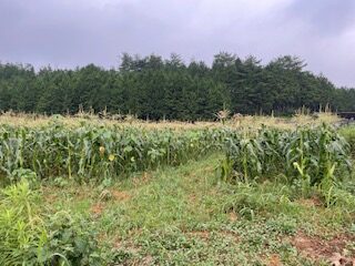 本日も一滴も降らず。後は台風頼み!