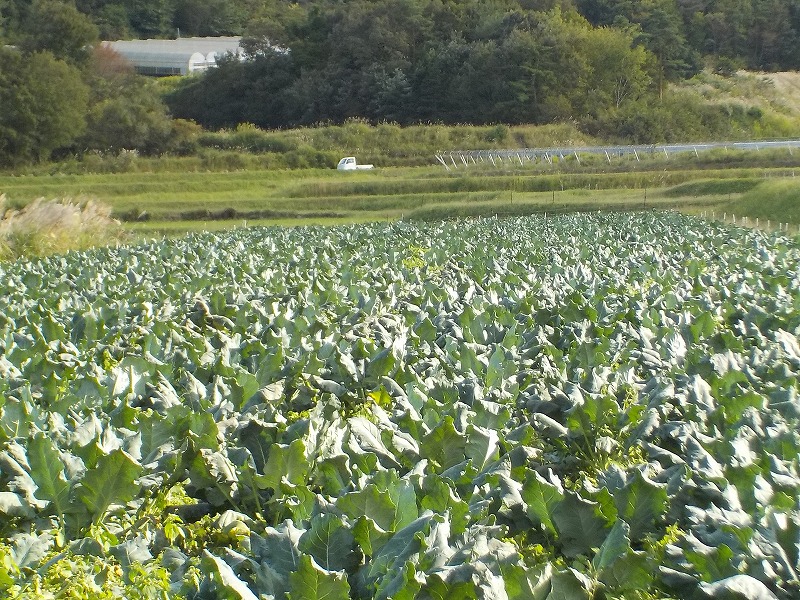 現在、露地野菜農家になってます。