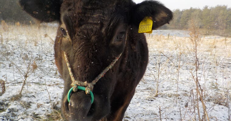 この放牧地で生まれた最年長牛です。