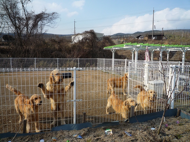 猿害から守ってくれる陰の功労者？