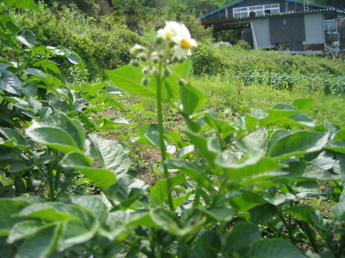  ジャガイモの花　4