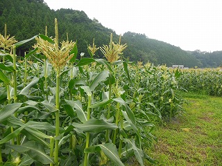 直売所開始日、延期の可能性