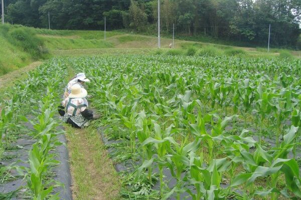 除草剤を使わない農園運営