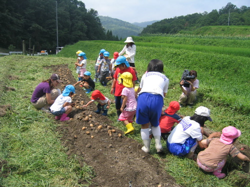保育園の園児がトウモロコシ狩りとジャガイモ掘りを楽しみました