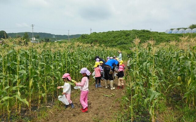 町内の上竹保育園の園児がトウモロコシ狩りをしました。