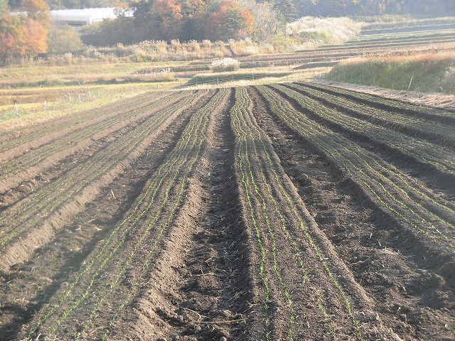 冬に向けて露地野菜栽培中！