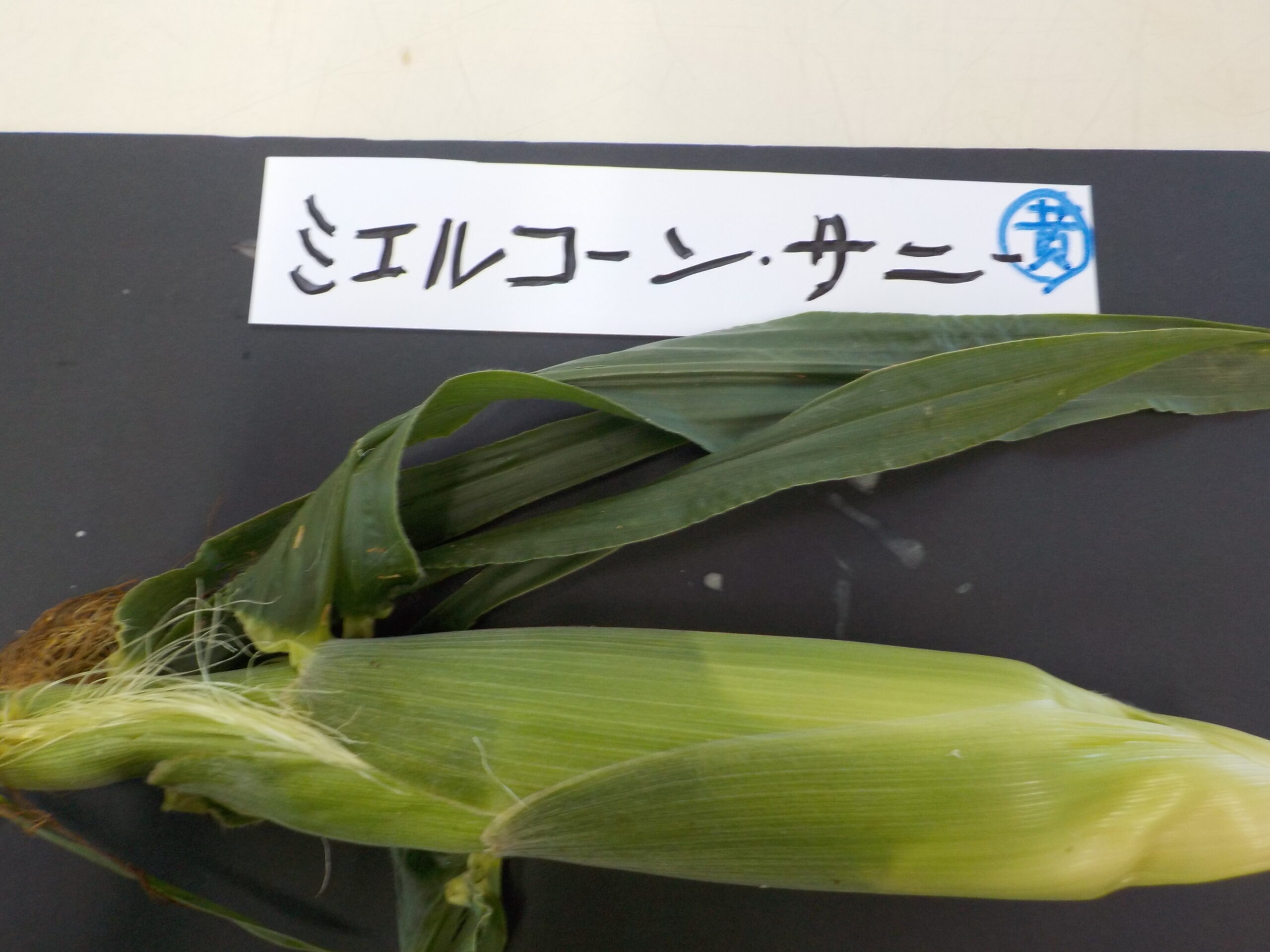 本日は4品種です。昨日の「味来9０」にかわって「ミエルコーン9０」の収穫が始まりました。当農園としては新品種です。9時開店です。