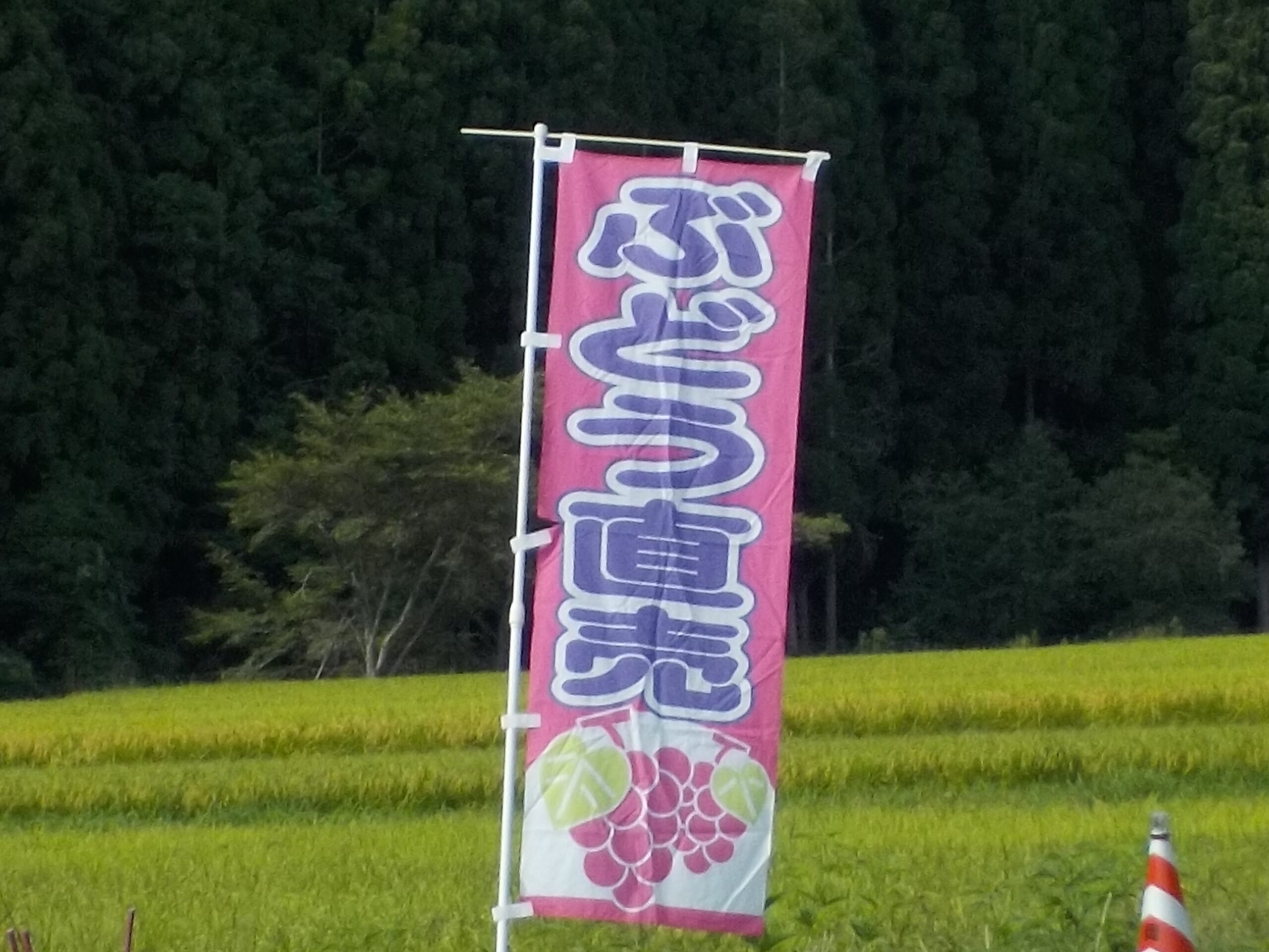 本日も営業します。ただ、台風の準備で、今日中にのぼり旗を屋内にいれます。直売所にはスタッフがいます。