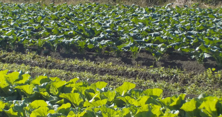 現在の当農園の圃場の主役はブロッコリーとミニ白菜です。