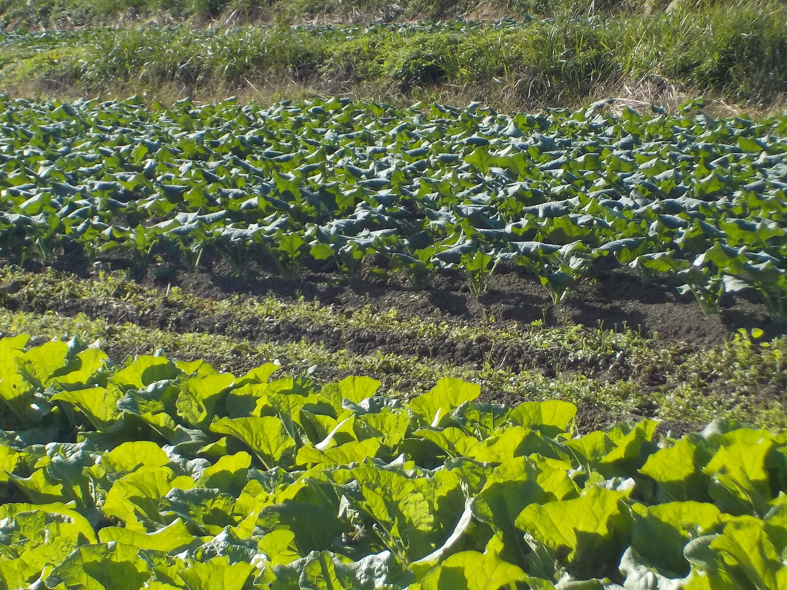 現在の当農園の圃場の主役はブロッコリーとミニ白菜です。