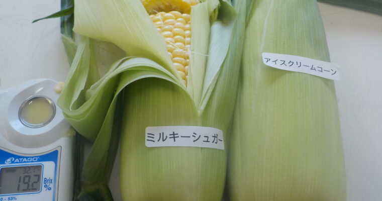 本日から新品種、ミルキーシュガーの収穫、始まりました。