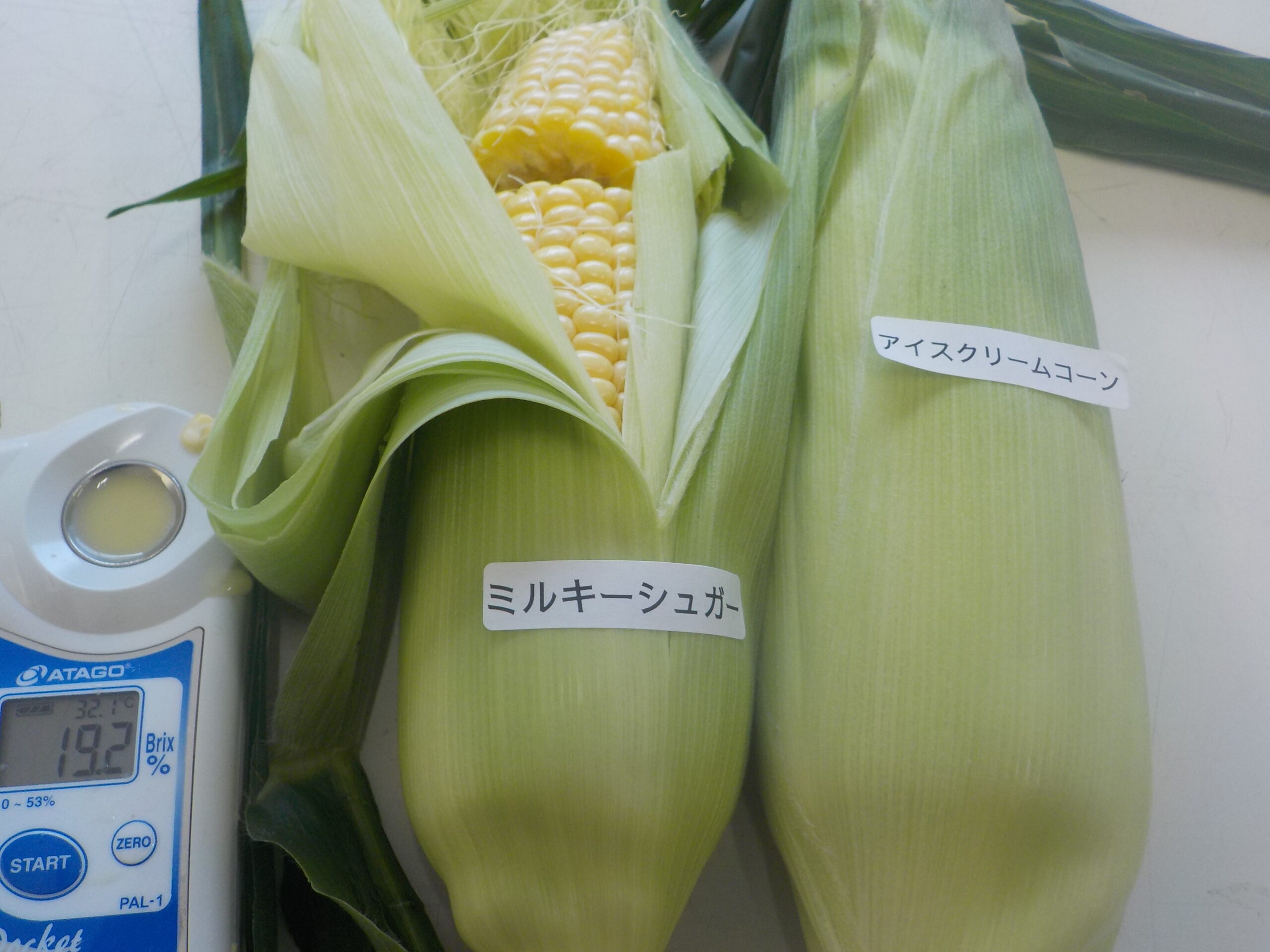 本日から新品種、ミルキーシュガーの収穫、始まりました。