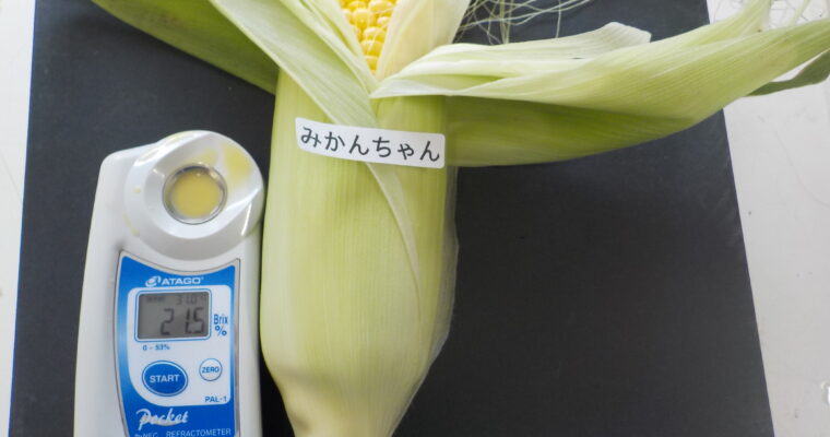 本日は５品種です。ごめん!「みかんちゃん」疑った私か悪かった。驚異の２１．５度。さすがです。