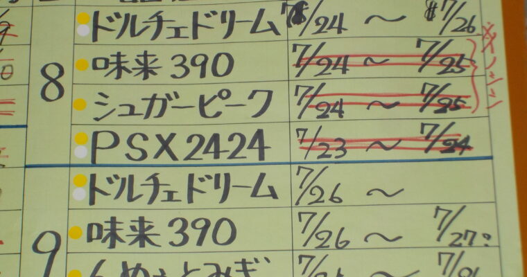 本日は4品種。乾燥の影響がでてきている回です。黄色系はサイズダウン、白系は上まできっちり実がつまつていないものが多いです。散水車を稼働させていますが、やはり雨に勝るものはありません。適当な量で、３時間程度は降ってもらいたいものです。