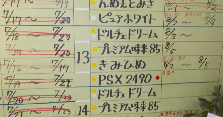本日もお買い得品を中心に営業しています。ぶどうも少しだしています。