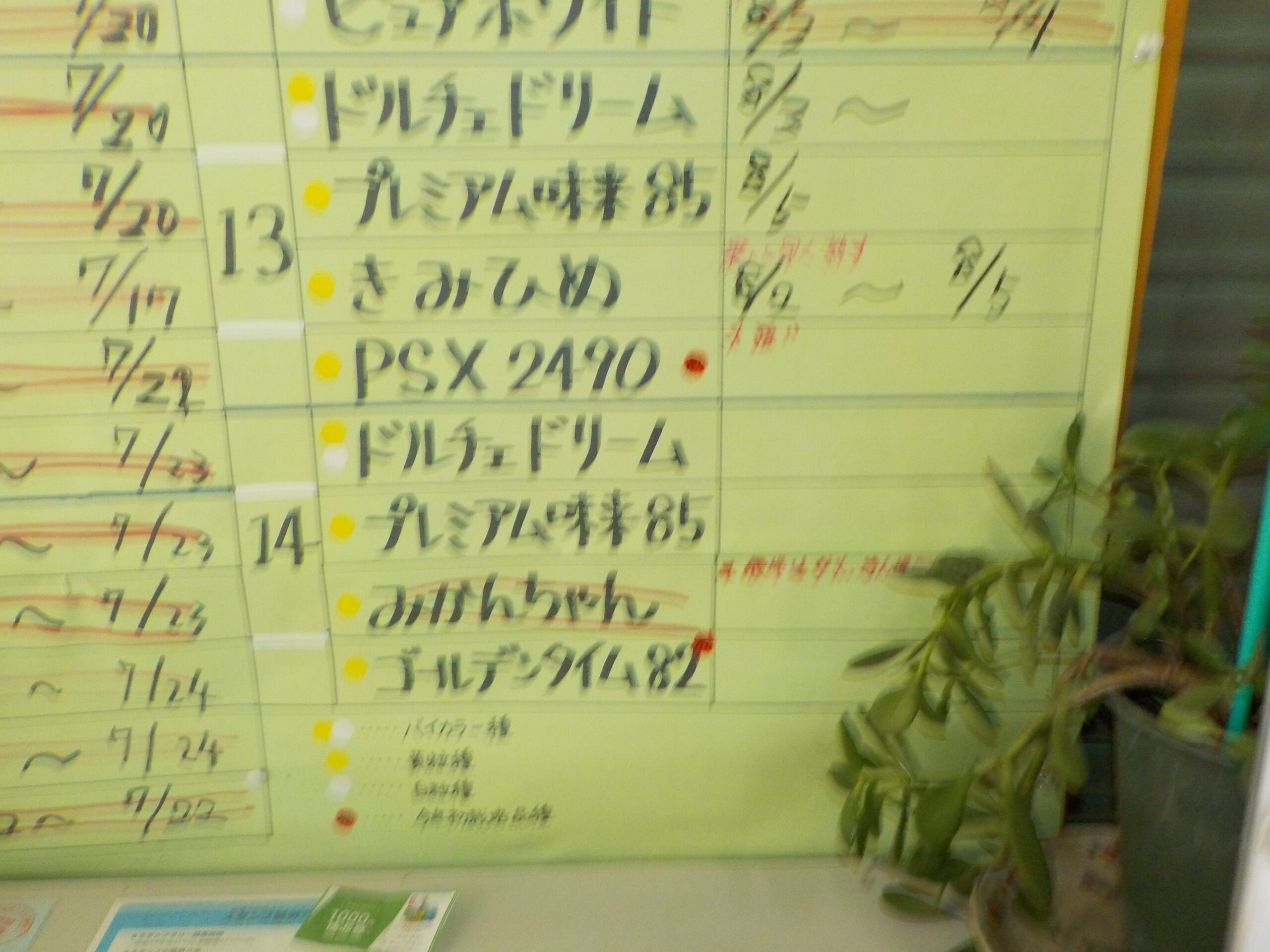 本日もお買い得中心です。9時から営業開始します。