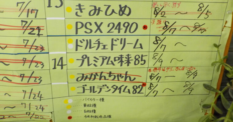 本日は４品種。営業は９時からです。収穫は今日と明日で終了予定です。