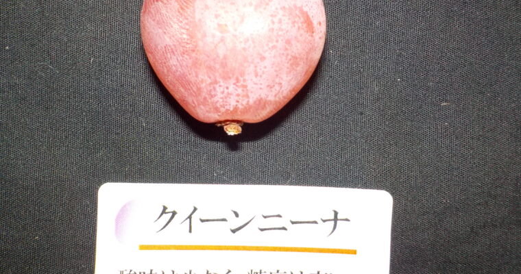 可愛い?!  甘くてきれいで好評の品種です。ピオーネの収穫も始まっています。直売中です。