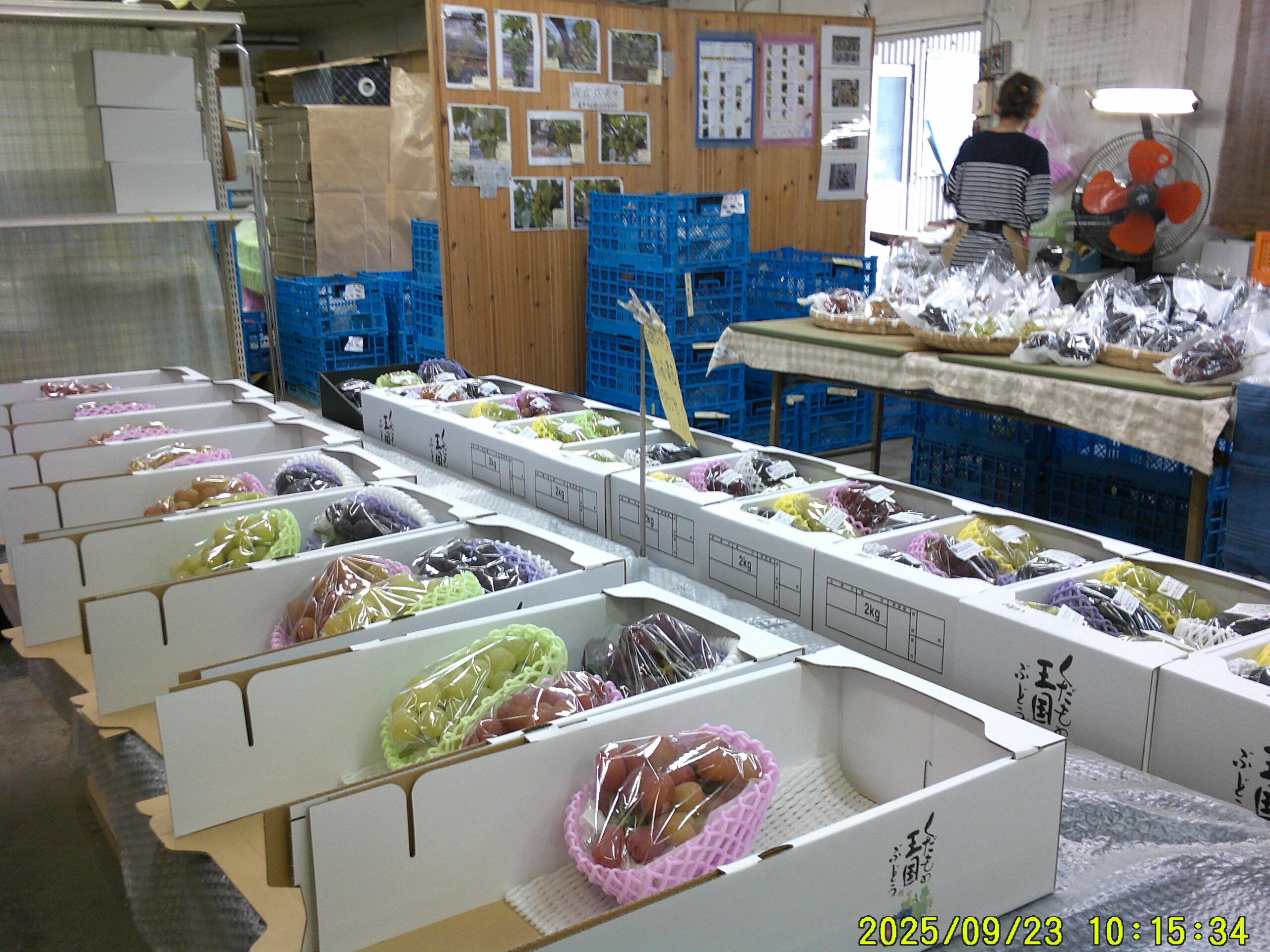 本日も10時から営業します。本日は6品種ぐらいです。本年度の直売所は9月30日で終了を予定しています。