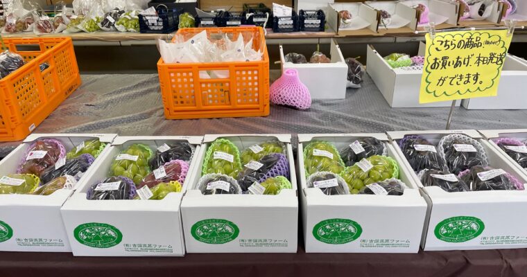 この３日間、「単独ブドウ祭り」やってます。