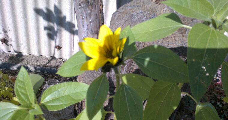 ヒマワリ咲きます。11月１７日