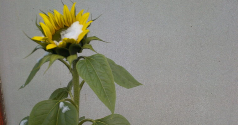 初雪とヒマワリ