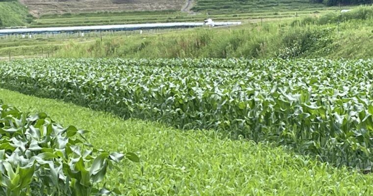 今年のトウモロコシの1回目定植の現在です。
