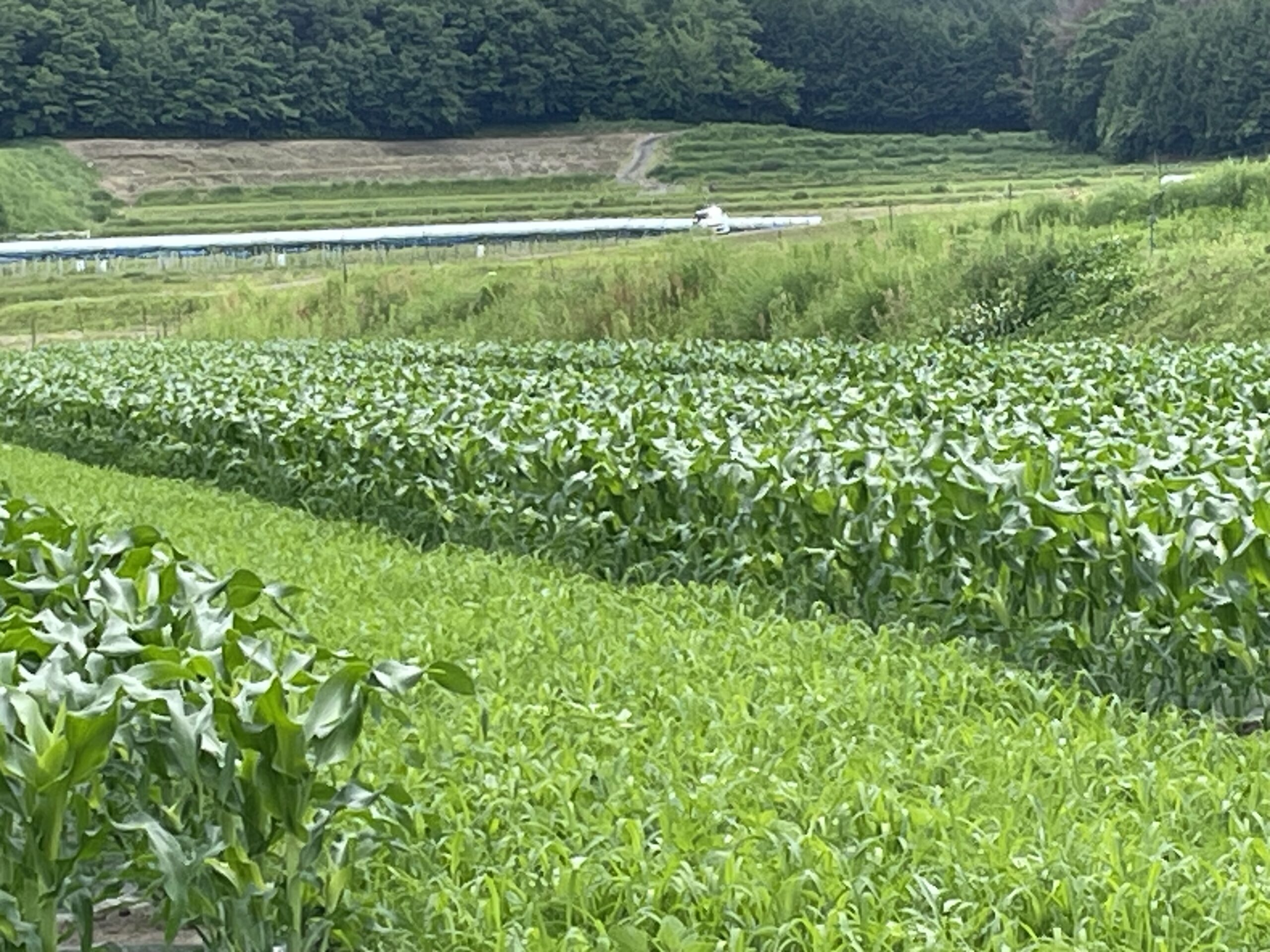 今年のトウモロコシの1回目定植の現在です。