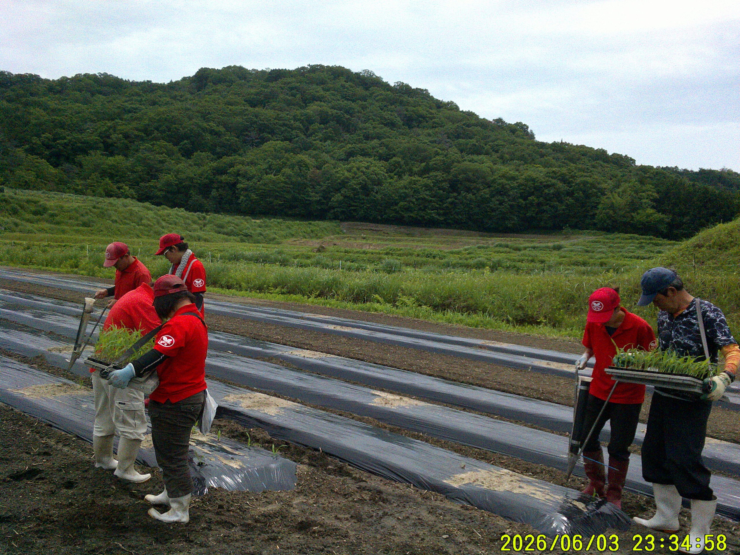 昨日最後の１４回めの播種終了。今日１１回目の定植完了!