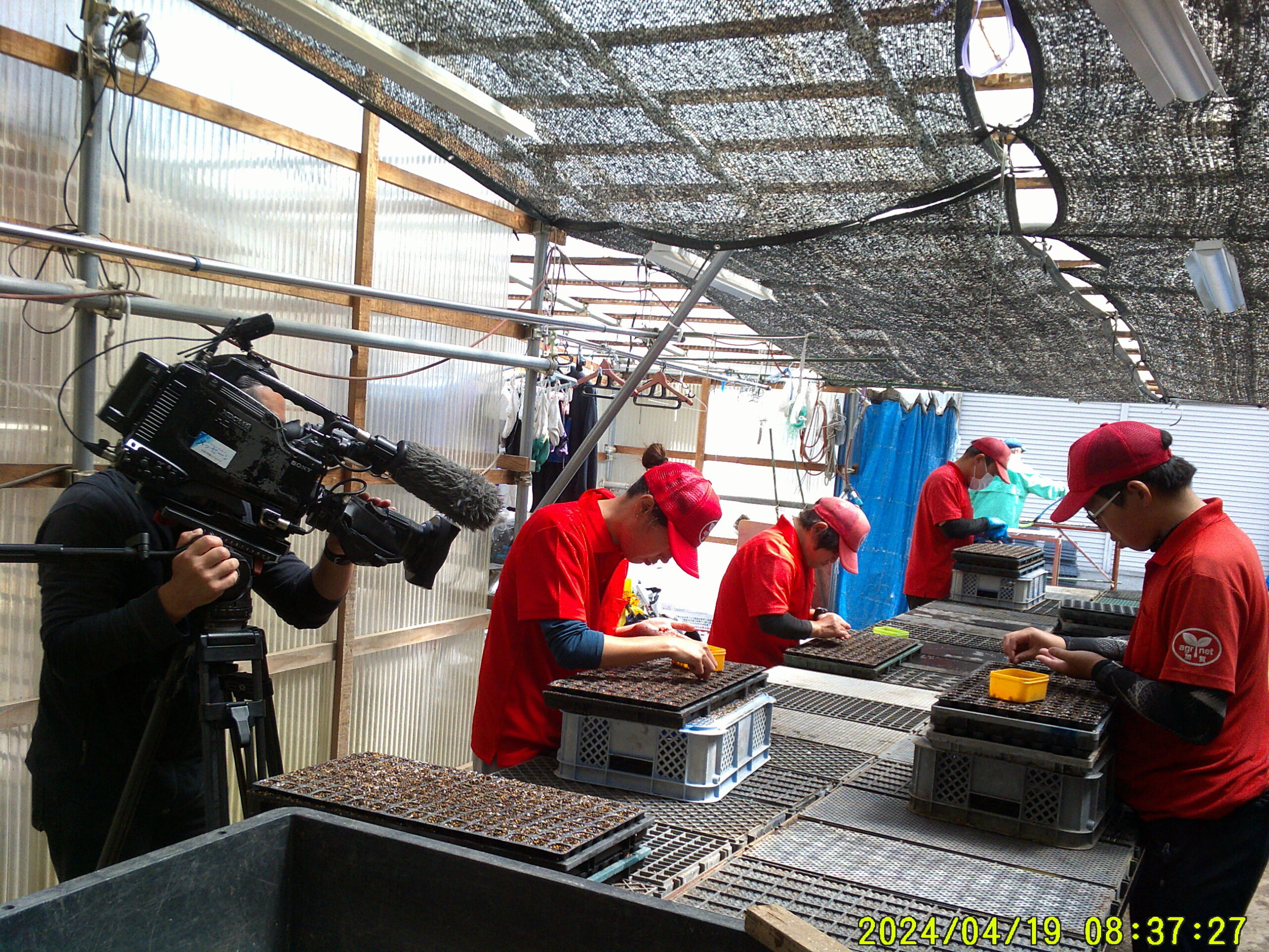 「とうもろこしの播種」TV局に取材してもらいました
