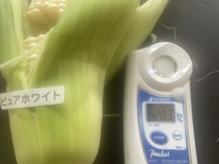本日のピュアホワイト　２０度超えてました
