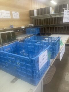 本日、良品(1本３３０円)は完売です。お買い得品1袋６００円はございます。