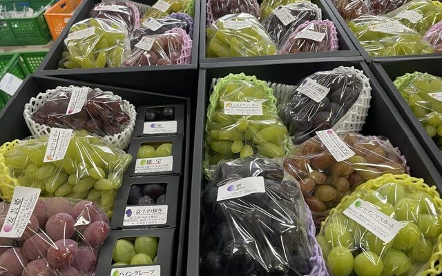 始まっています。多品種ぶどうの醍醐味セット。これから収穫終了と収穫始まりが交互になる時期です。