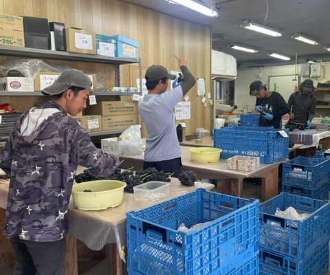 本日も昨日と同様の品揃えでお待ちしています。10時開店です。