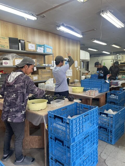 本日も昨日と同様の品揃えでお待ちしています。10時開店です。