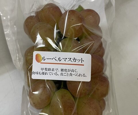 ルーベルマスカット収穫しました。これで今年の当農園の全種類のぶどうがでそろいました。